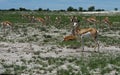 Impala antelopes, Africa